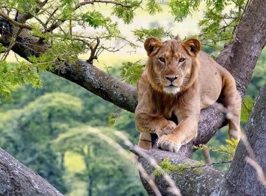 10 Days Uganda Primate and Wildlife Safari will take you to major travel destinations for several tourist activities such as hiking to the top of falls, game drives, gorilla trekking, chimpanzee trekking, boat cruises among others in number of national parks