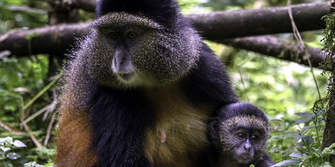 6 days mountain gorilla –Golden monkey trekking- Batwa trail experience and volcano hiking safari is one of the best adventures in Uganda that will take you to Mgahinga gorilla national park in southwestern Uganda to encounter the mountain gsorilla and golden monkeys