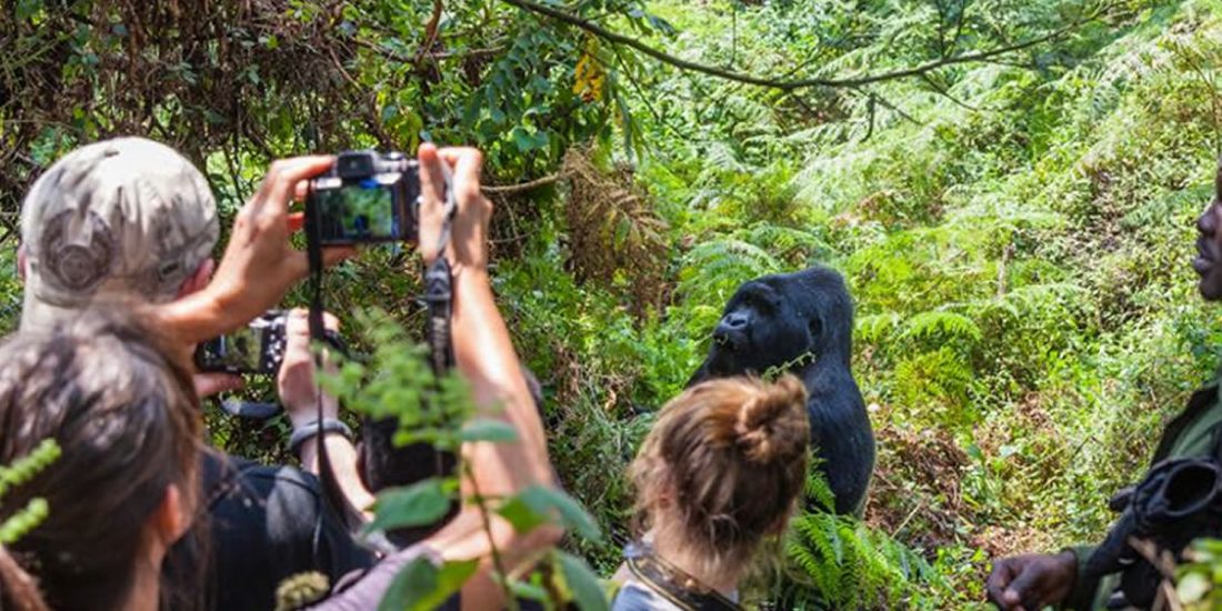 4 Days Bwindi Gorilla Trekking And Lake Mburo Safari will take you to Bwindi impenetrable forest national park located in southwestern Uganda where you will have a chance to spend one hour with mountain gorillas