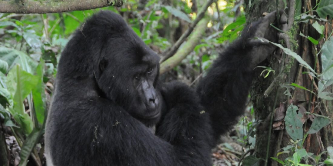 3 Days Uganda gorilla trekking safari from Kigali Rwanda takes you to Mgahinga gorilla national park. This 3 days Mgahinga gorilla trekking safari is the best option to visitors who would want to do mountain gorilla trekking in Uganda