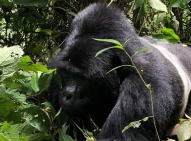3 Day Bwindi gorilla trip from Kigali will take you to Bwindi Impenetrable Forest National Park with an alternative of trekking mountain gorillas in Mgahinga Gorilla National Park in Uganda.