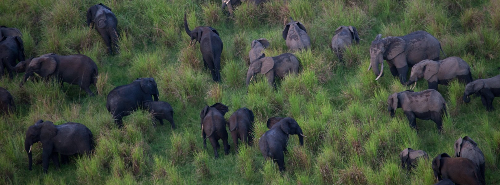 Garamba National Park is among the oldest national parks in Africa