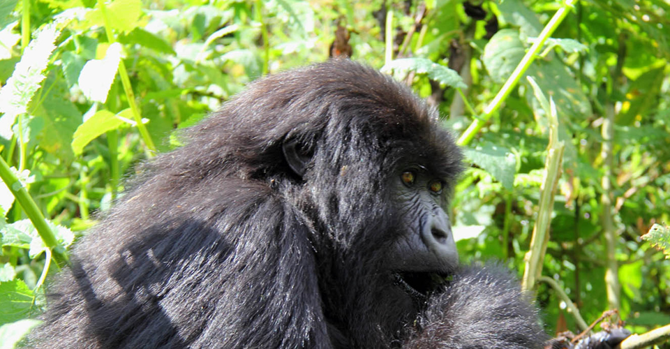 Gorilla trekking and mount Nyiragongo hike– Mountain gorilla trekking and Nyuiragongo hiking are the most popular safari activities done in Virunga national park of the Democratic republic of Congo