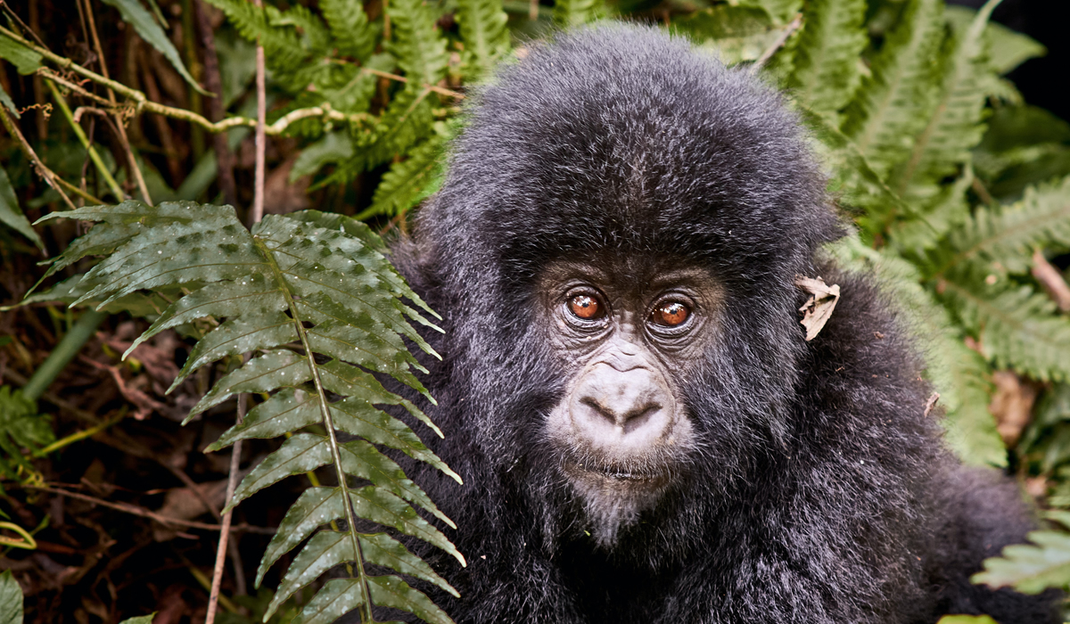 Gorilla Trekking in Virunga National Park