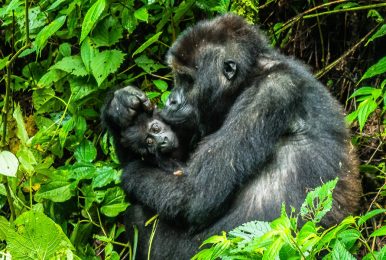 Great Ape package is among the exciting tour packages offered in Virunga national park that gives an opportunity to travelers to meet the great ape taxa in the park