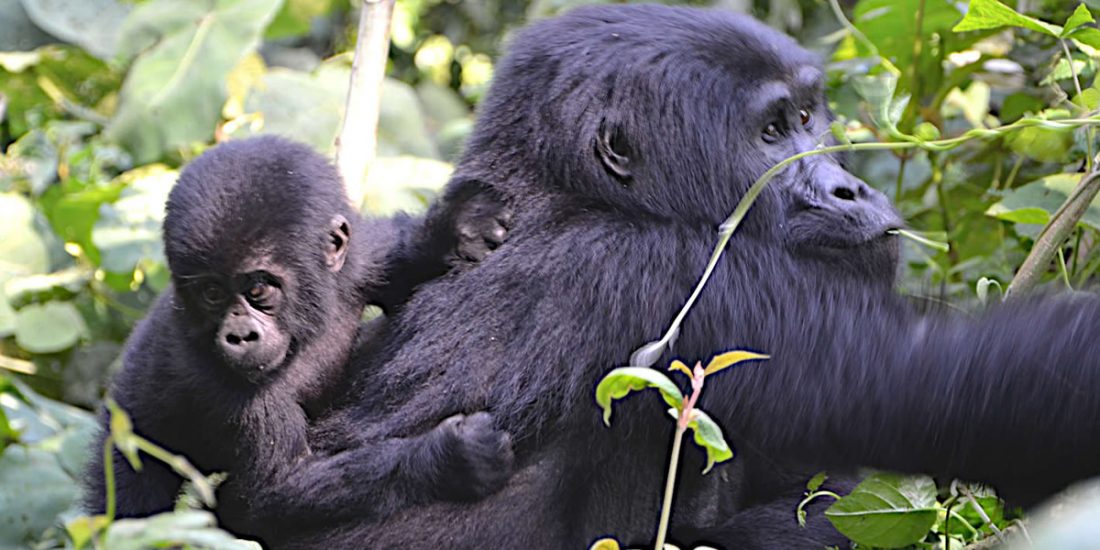 3 days fly-in tour to endangered mountain gorillas in Uganda is arranged for the tourists with less time and would like to enjoy the endangered mountain gorilla in Bwindi Impenetrable Forest National Park.