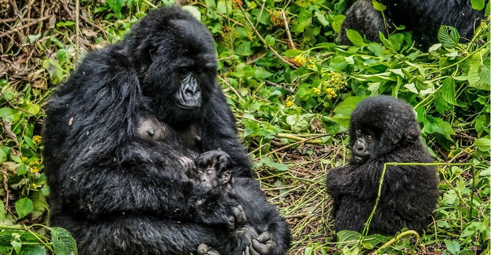 Virunga national park, the top things to do in the park include; mountain gorilla trekking, mount Nyiragongo hiking, Chimpanzee tracking and habituation, bird watching and nature walks