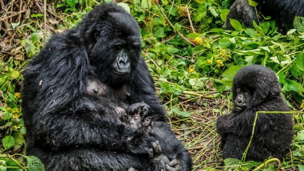 Wildlife in Virunga national park– The park is located in the northeast of DR congo with an area of 7,900 sq km. Virunga is known to be among the best national parks in Africa with a diversity of ecosystems