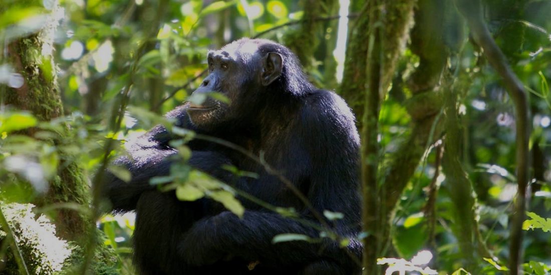 7 Days Rwanda wildlife and primate tour take you to Rwanda and you visit three out of four national parks covering a wide range of activities to do while on a Rwanda safari.