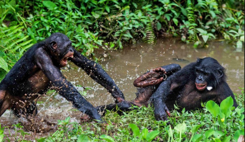 Bonobos in Democratic Republic of the Congo