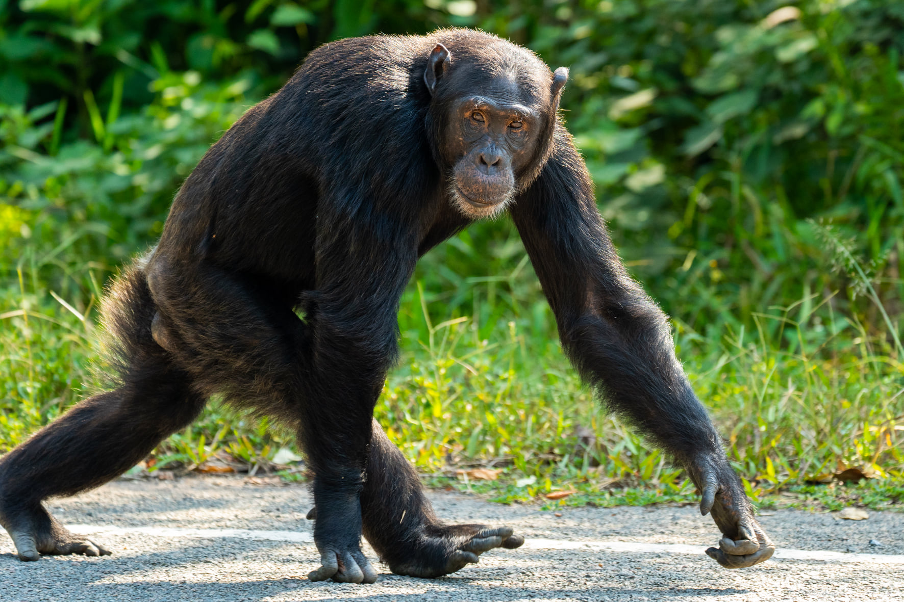 Chimpanzee filming in Virunga National Park