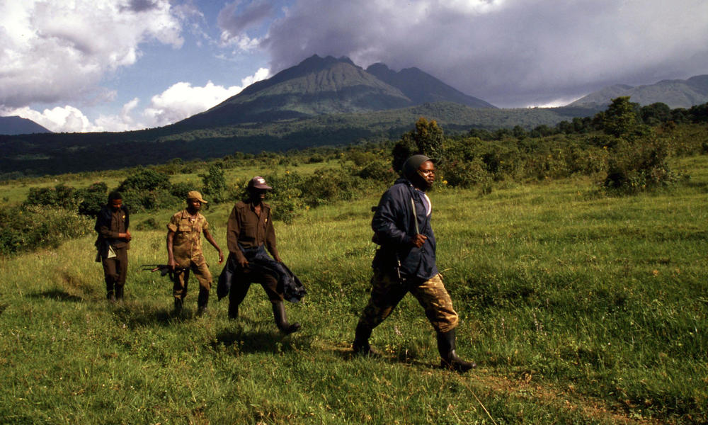 Wildlife Filming in the Congo Basin