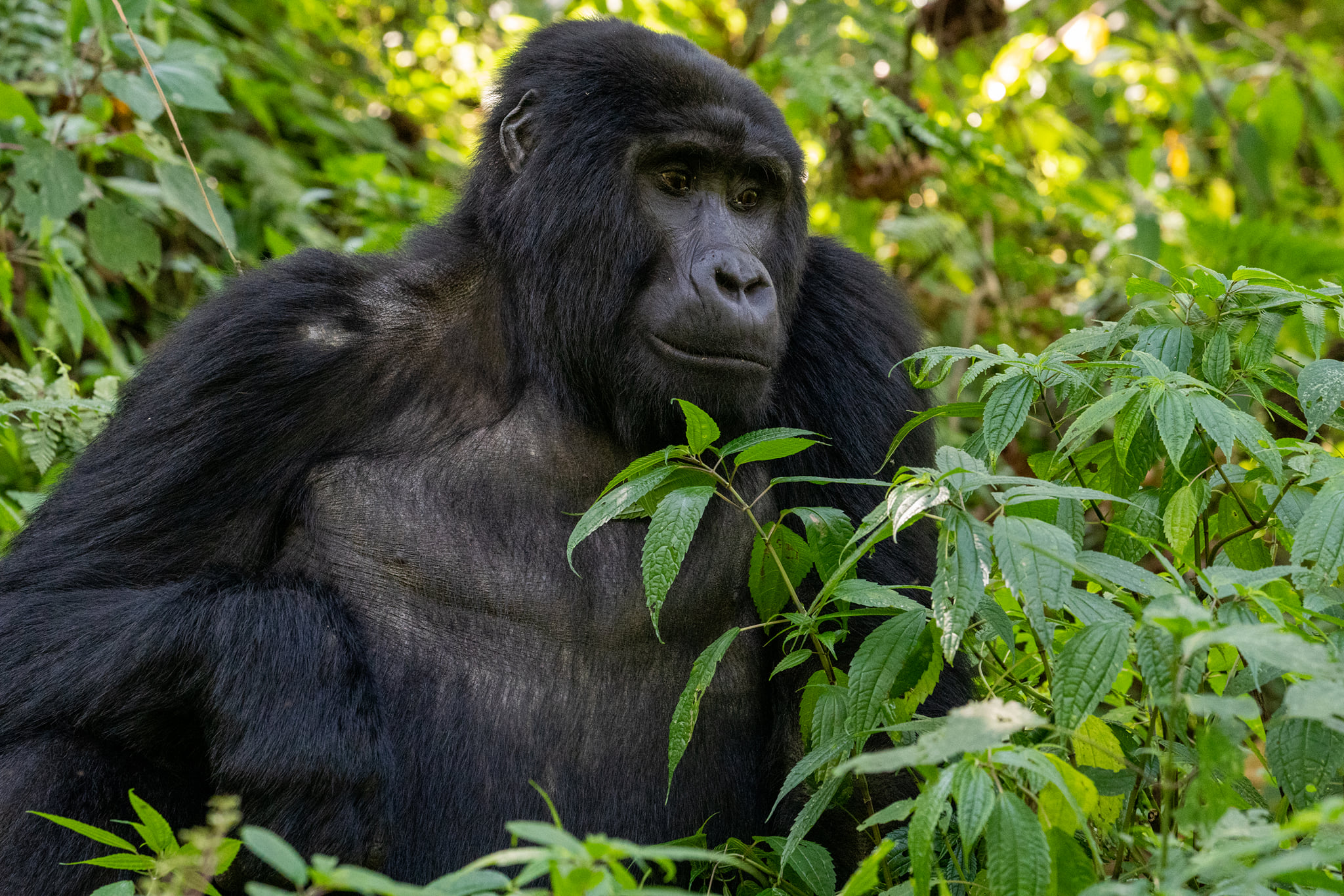 Filming in Virunga National Park in Democratic Republic of Congo