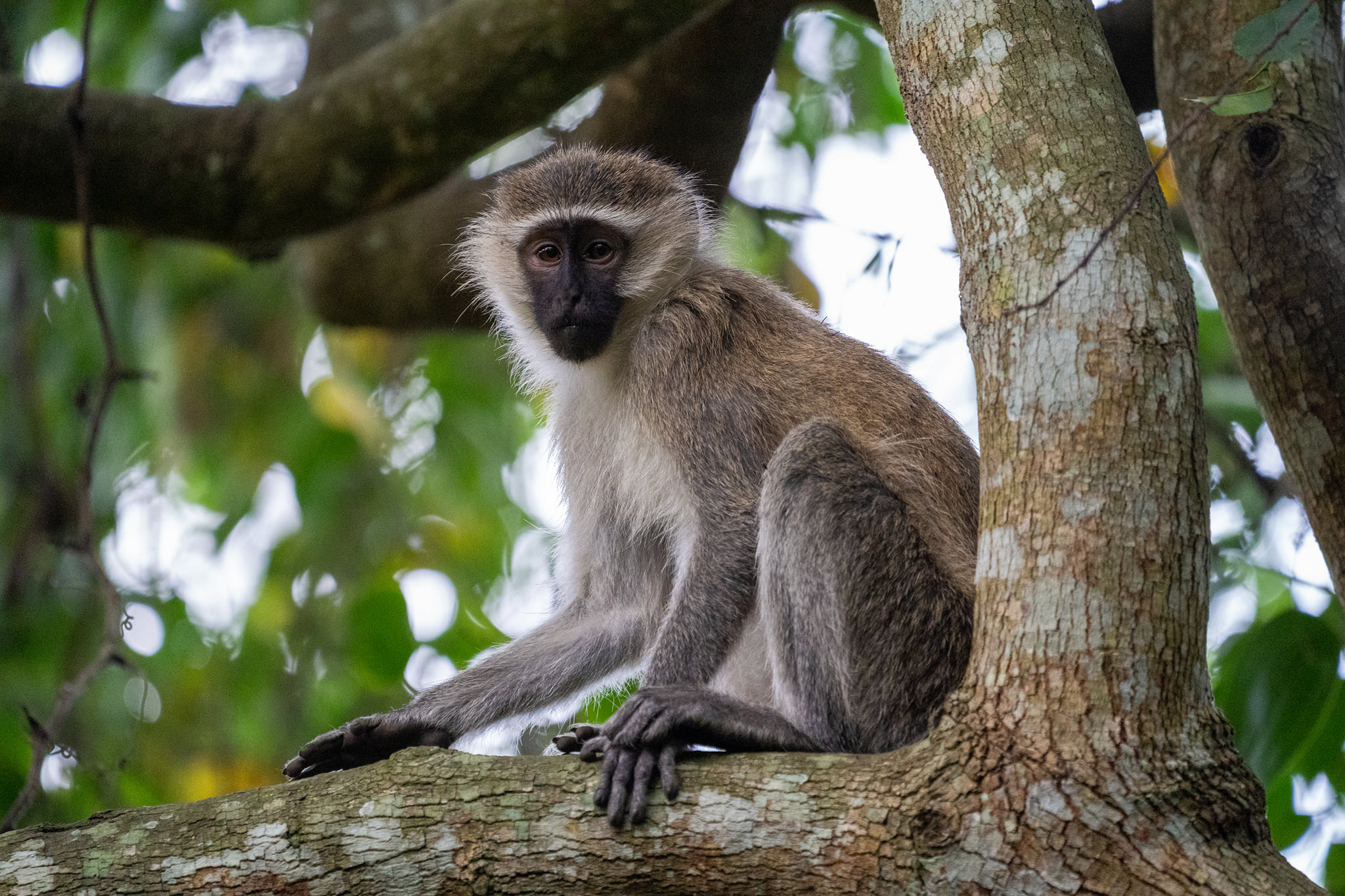 Filming Primates In The Democratic Republic of Congo