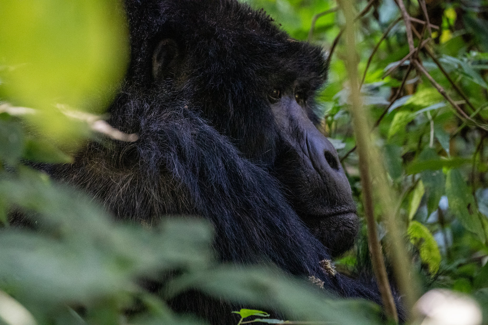 The best wildlife filming locations in the Democratic Republic of Congo