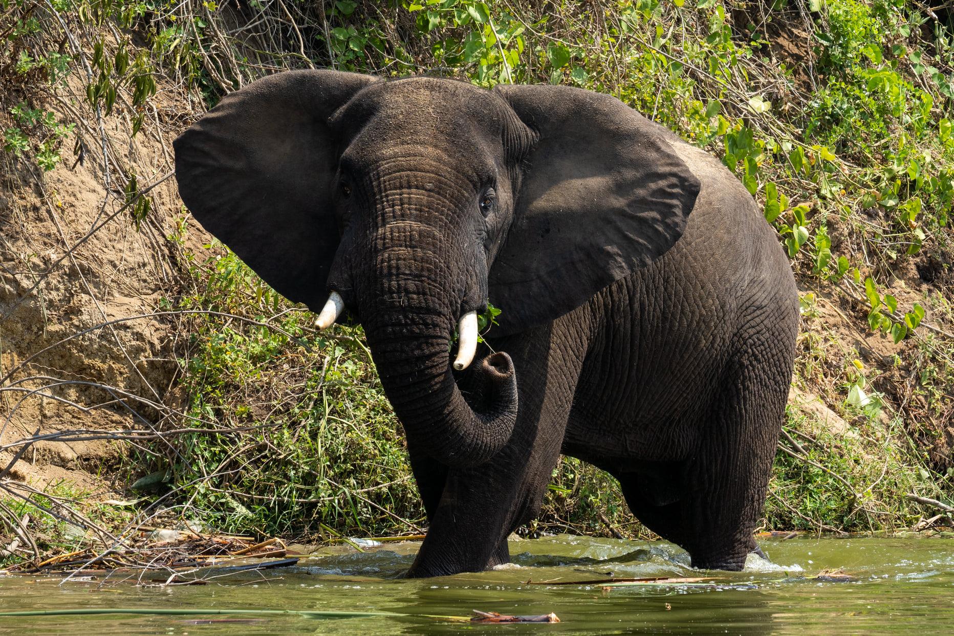The best wildlife filming locations in the Democratic Republic of Congo