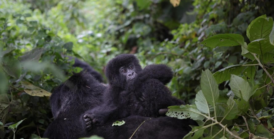The Best Way To Access Virunga National Park