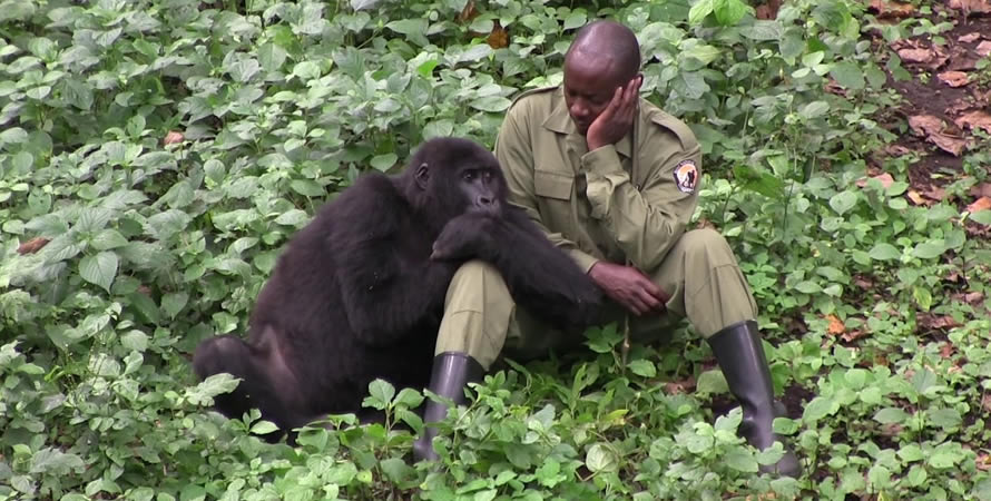 Filming Sekwenkwe Mountain Gorilla Orphanage in the Democratic Republic of Congo