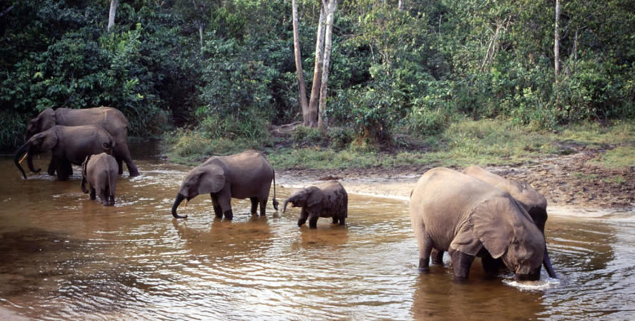 Filming elephants in Garamba National Park in Democratic Republic of Congo