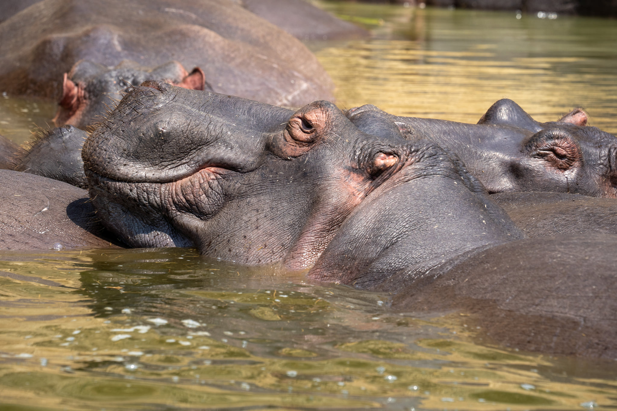 Filming hippos in the Democratic Republic of Congo