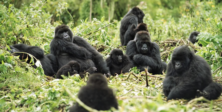 Filming mountain gorillas in Democratic Republic of Congo