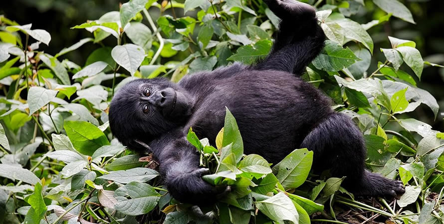 Other activities to do in Congo after gorilla trekking