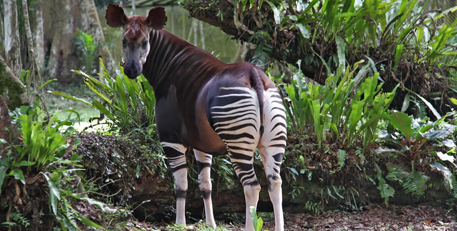 Filming in the Okapi Wildlife Reserve in the DR. Congo
