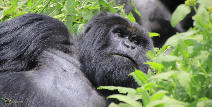 Why one should visit Virunga national park
