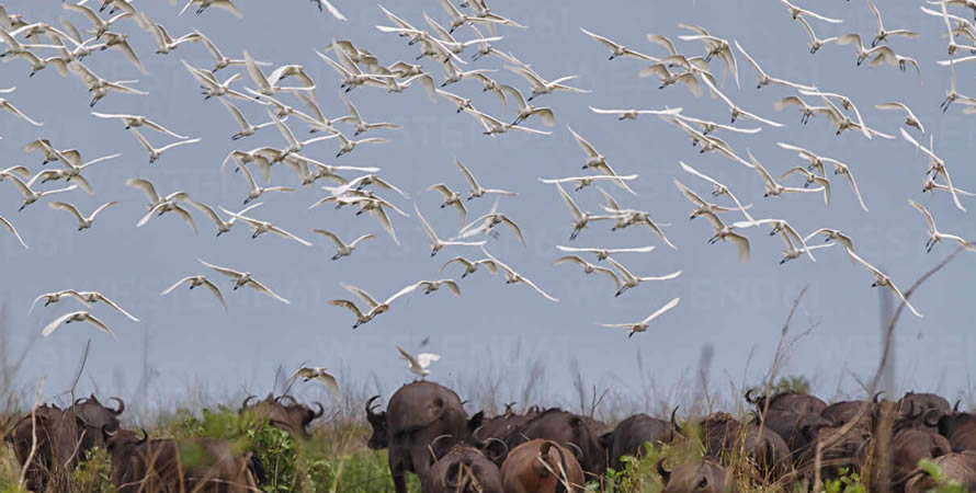 The best places for filming birds in the Democratic Republic of Congo