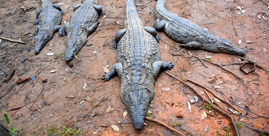 Best spots for filming crocodiles in Democratic Republic of Congo