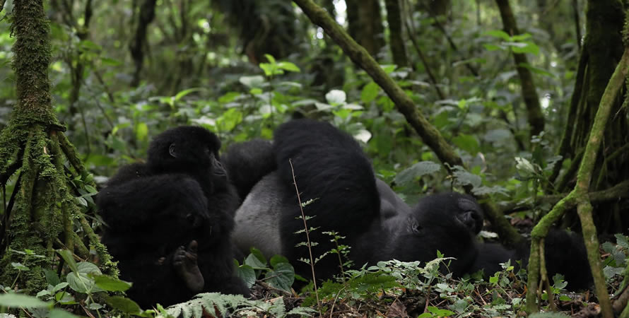 Is gorilla trekking in Virunga national park safe?
