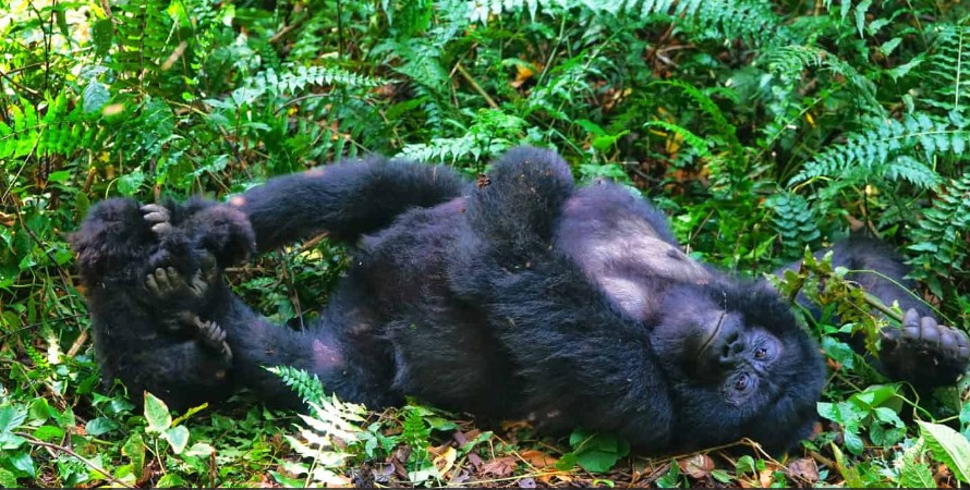 Ape species in Virunga national park