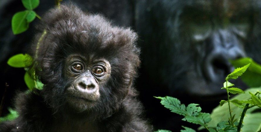 you can support the work of Virunga national park through donations and shopping merchandise