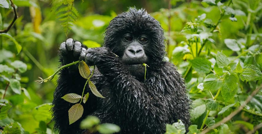 Virunga National Park hosts 218 mammals with both forest and savanna elephants