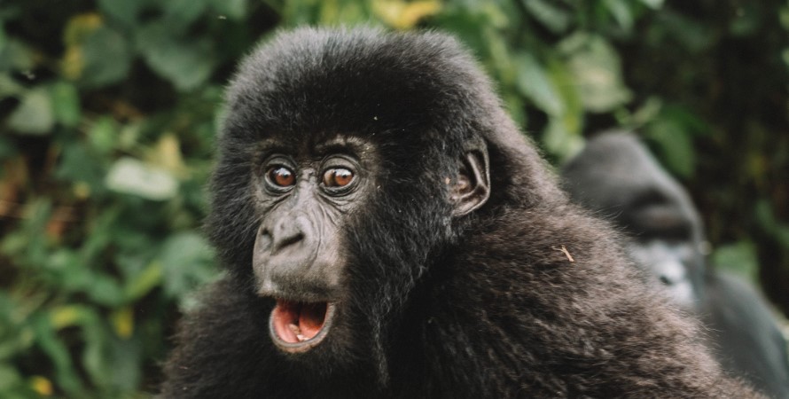 Primate species in Virunga National Park