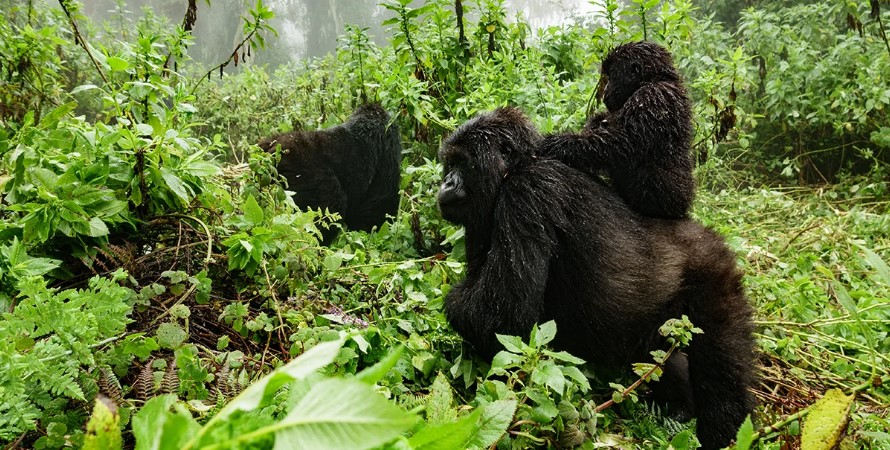 Treks in Virunga national park