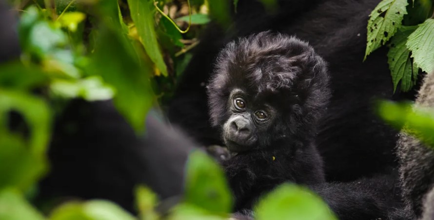 What forms of payment can I use in Virunga National park?