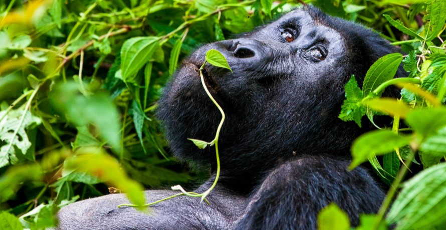 5 tips to make the most of your gorilla trek in Virunga national park