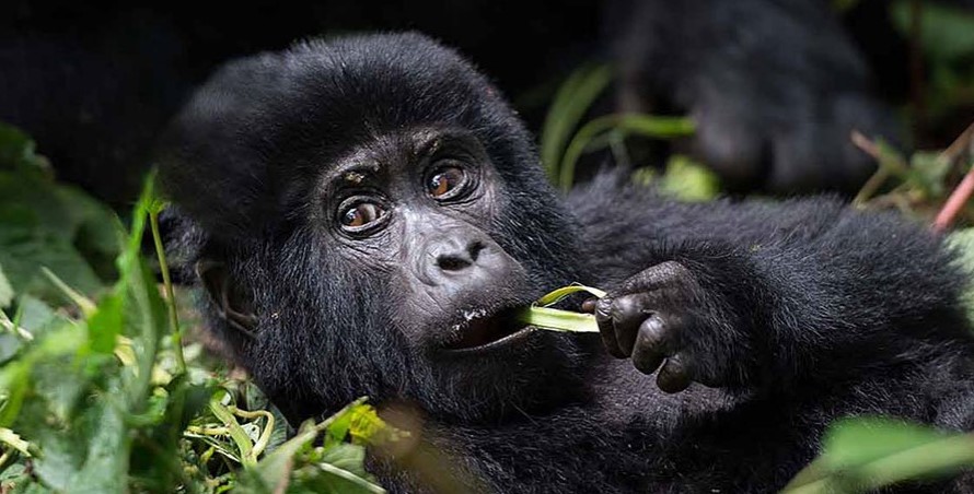 Discounted gorilla permits in Virunga national park