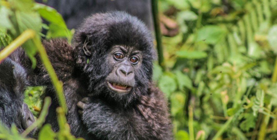 How many mountain gorillas are in Virunga national park?