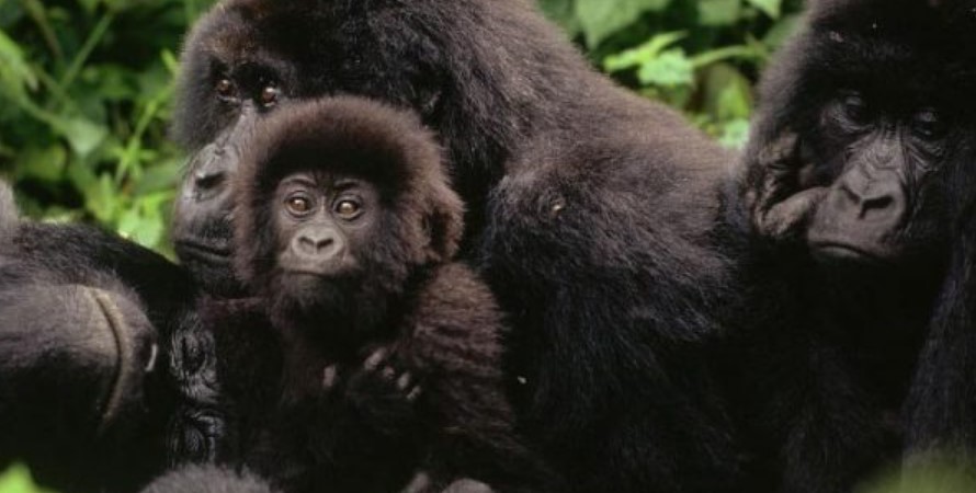 Lulengo gorilla family in Virunga national park