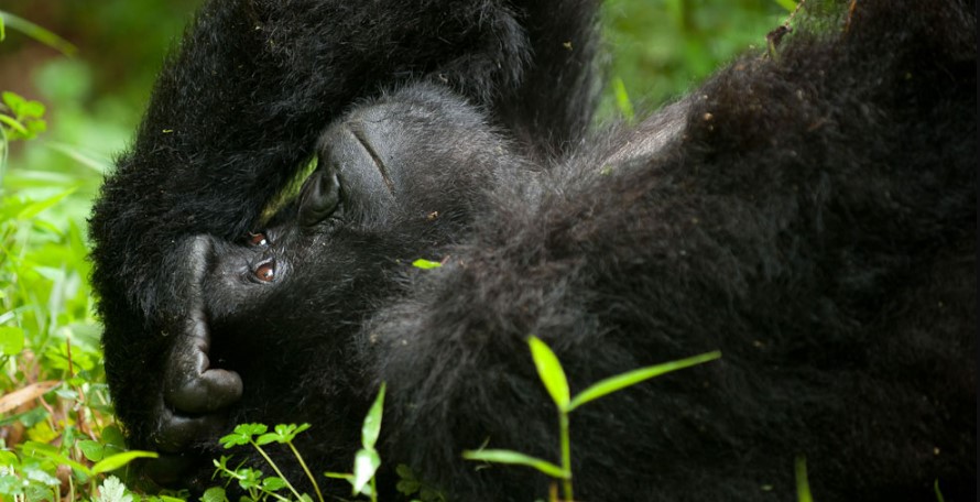 Mapuwa gorilla family in Virunga national park