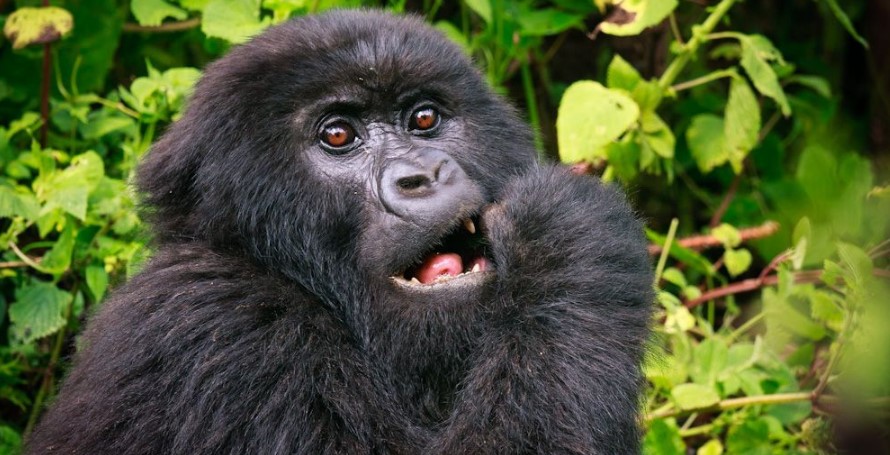 Planning Virunga gorilla safari from Rwanda