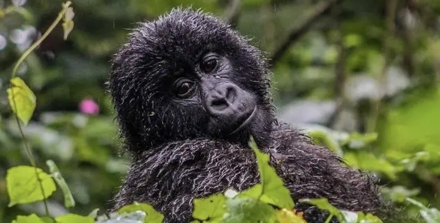 Planning a gorilla safari in Virunga national park