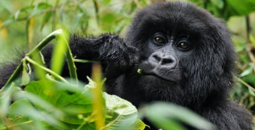 Rules to follow when trekking gorillas in Virunga