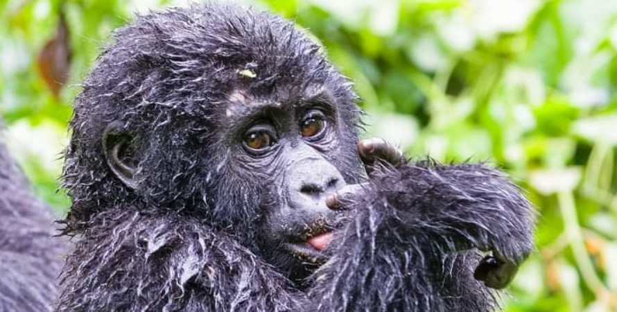 Virunga gorilla trek