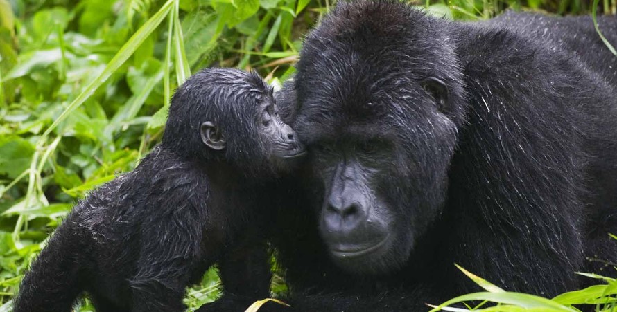 What to expect on a gorilla safari in Virunga?