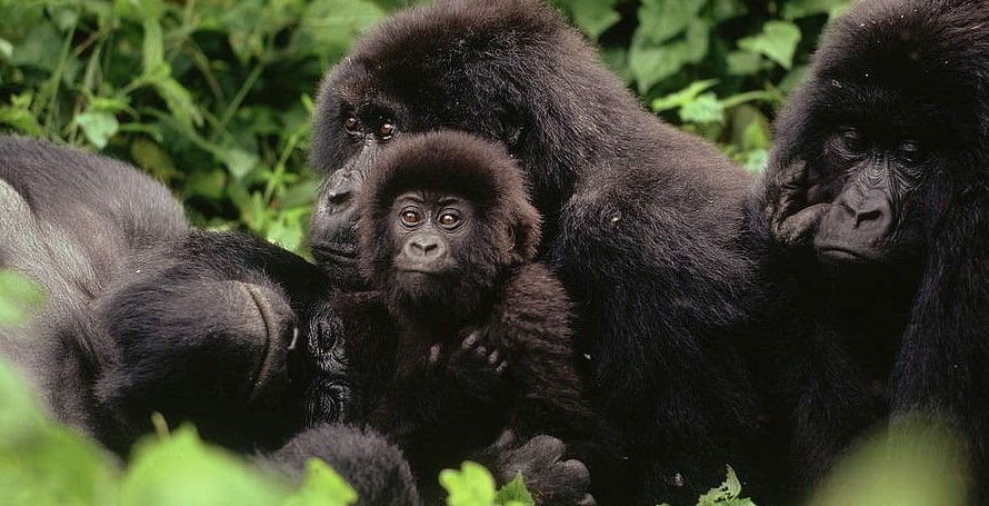 Which animals live in Virunga national park?