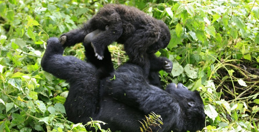 Young gorillas in Virunga national park