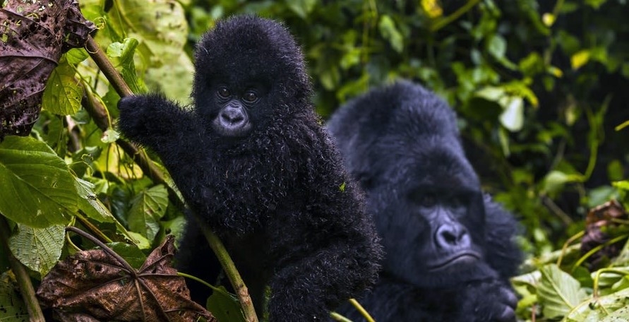 Nyakamwe gorilla family in Virunga national park